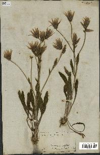 spécimen de Catananche lutea