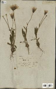 spécimen de Catananche lutea