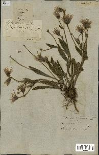 spécimen de Catananche lutea