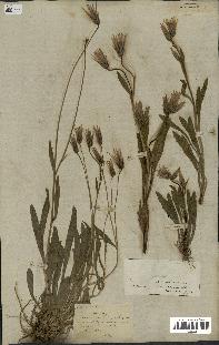 spécimen de Catananche lutea