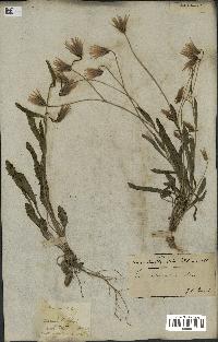 spécimen de Catananche lutea