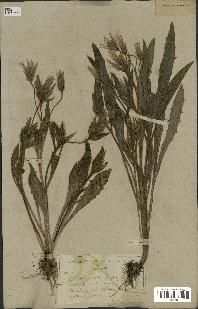 spécimen de Catananche lutea