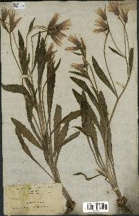 spécimen de Catananche lutea