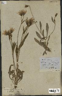 spécimen de Catananche lutea