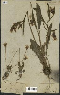 spécimen de Catananche lutea