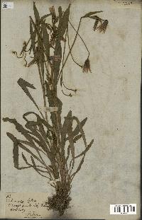 spécimen de Catananche lutea