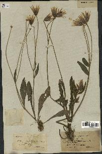 spécimen de Catananche lutea