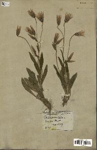 spécimen de Catananche lutea