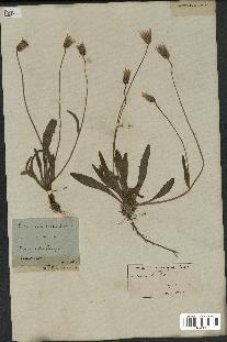 spécimen de Catananche lutea