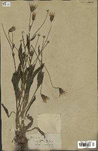 spécimen de Catananche lutea