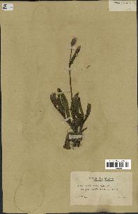 spécimen de Catananche lutea