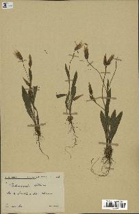 spécimen de Catananche lutea