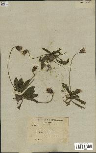 spécimen de Catananche lutea