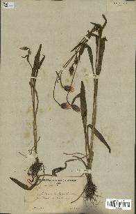 spécimen de Catananche lutea