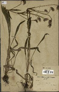 spécimen de Catananche lutea