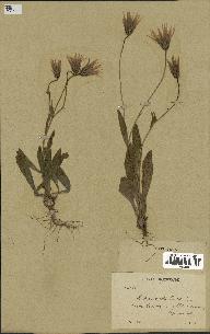 spécimen de Catananche lutea