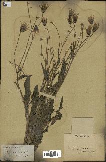 spécimen de Catananche lutea