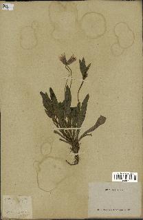 spécimen de Catananche lutea
