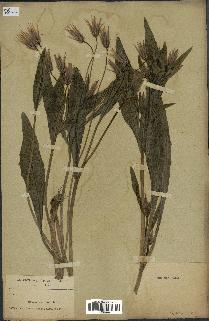 spécimen de Catananche lutea