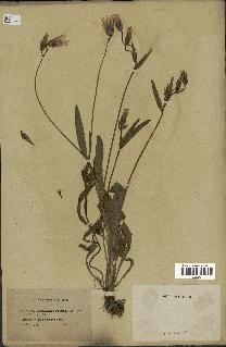 spécimen de Catananche lutea