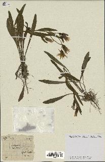 spécimen de Catananche lutea