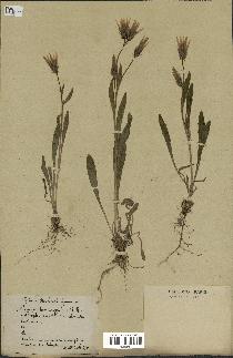 spécimen de Catananche lutea