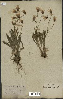 spécimen de Catananche lutea