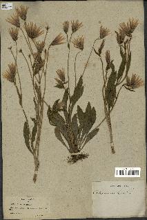 spécimen de Catananche lutea