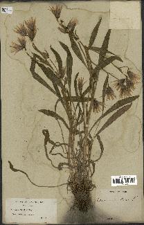 spécimen de Catananche lutea