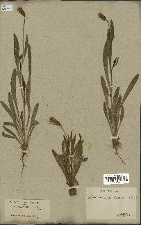 spécimen de Catananche lutea