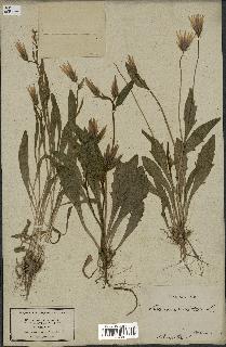 spécimen de Catananche lutea