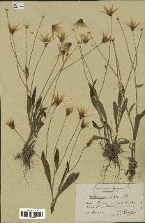 spécimen de Catananche lutea