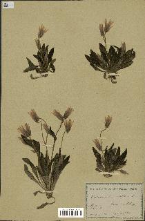 spécimen de Catananche lutea