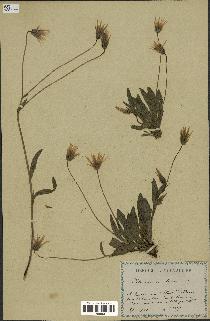 spécimen de Catananche lutea