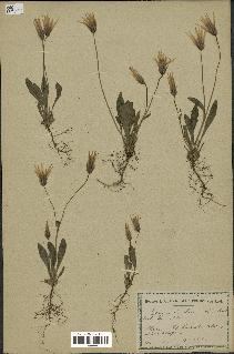 spécimen de Catananche lutea
