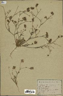 spécimen de Catananche arenaria