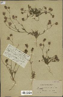 spécimen de Catananche arenaria