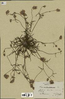 spécimen de Catananche arenaria