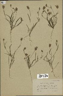 spécimen de Catananche arenaria
