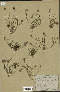spécimen de Catananche arenaria