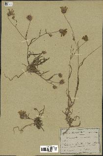 spécimen de Catananche arenaria