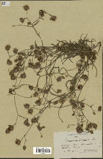 spécimen de Catananche arenaria