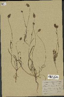 spécimen de Catananche arenaria