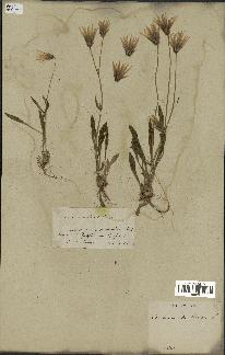 spécimen de Catananche lutea