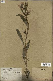 spécimen de Catananche lutea