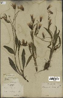 spécimen de Catananche lutea