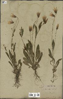 spécimen de Catananche lutea