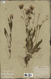 spécimen de Catananche lutea