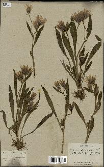 spécimen de Catananche lutea