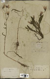 spécimen de Catananche lutea